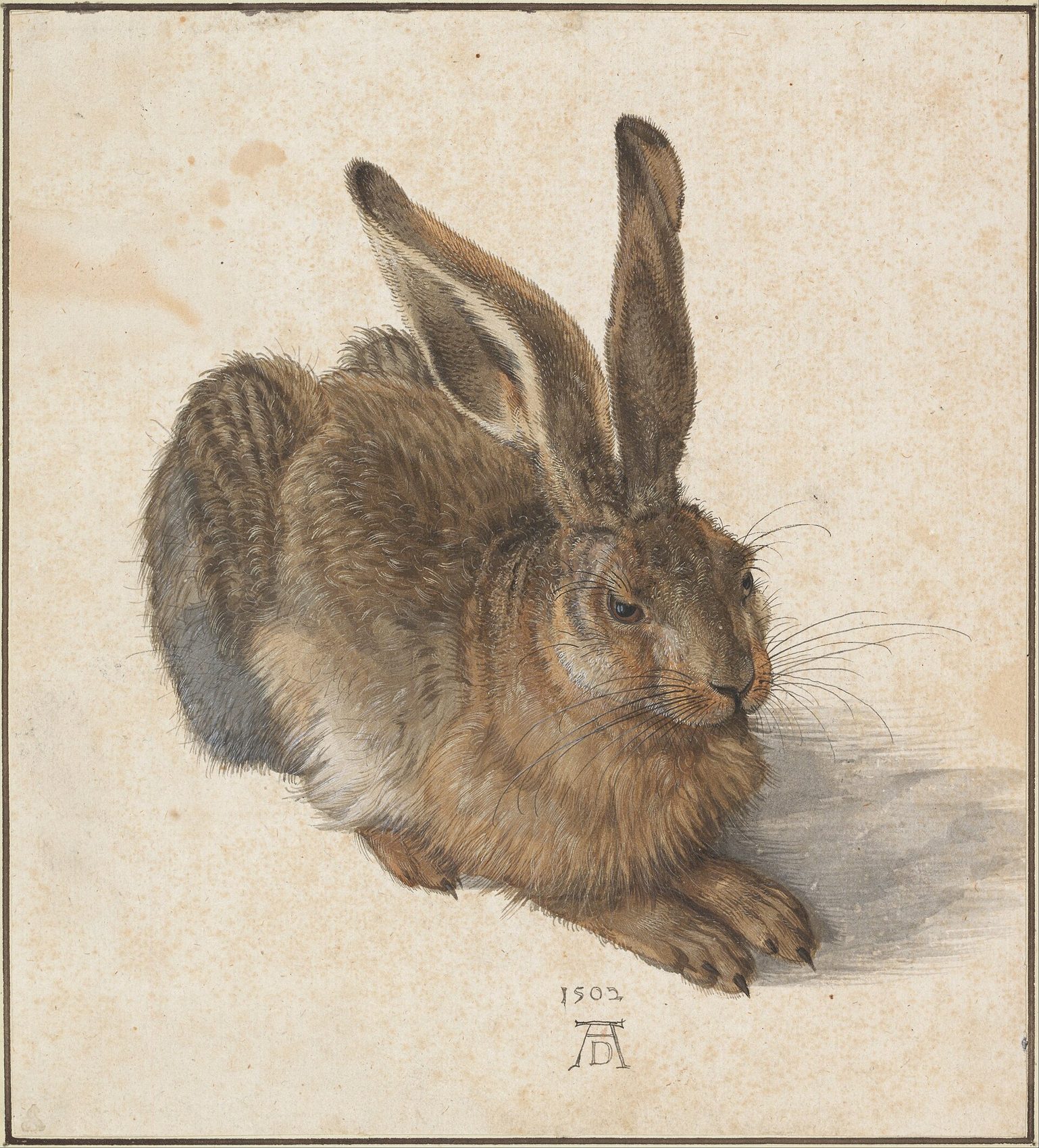 Young Hare by Dürer