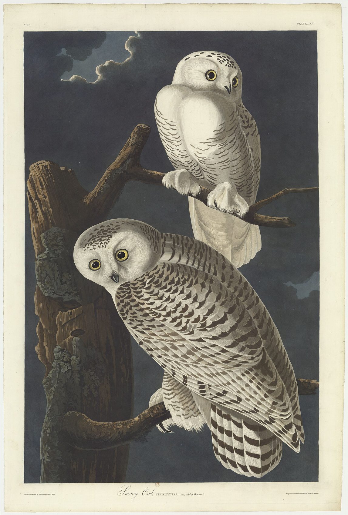 Snowy Owl by Audubon