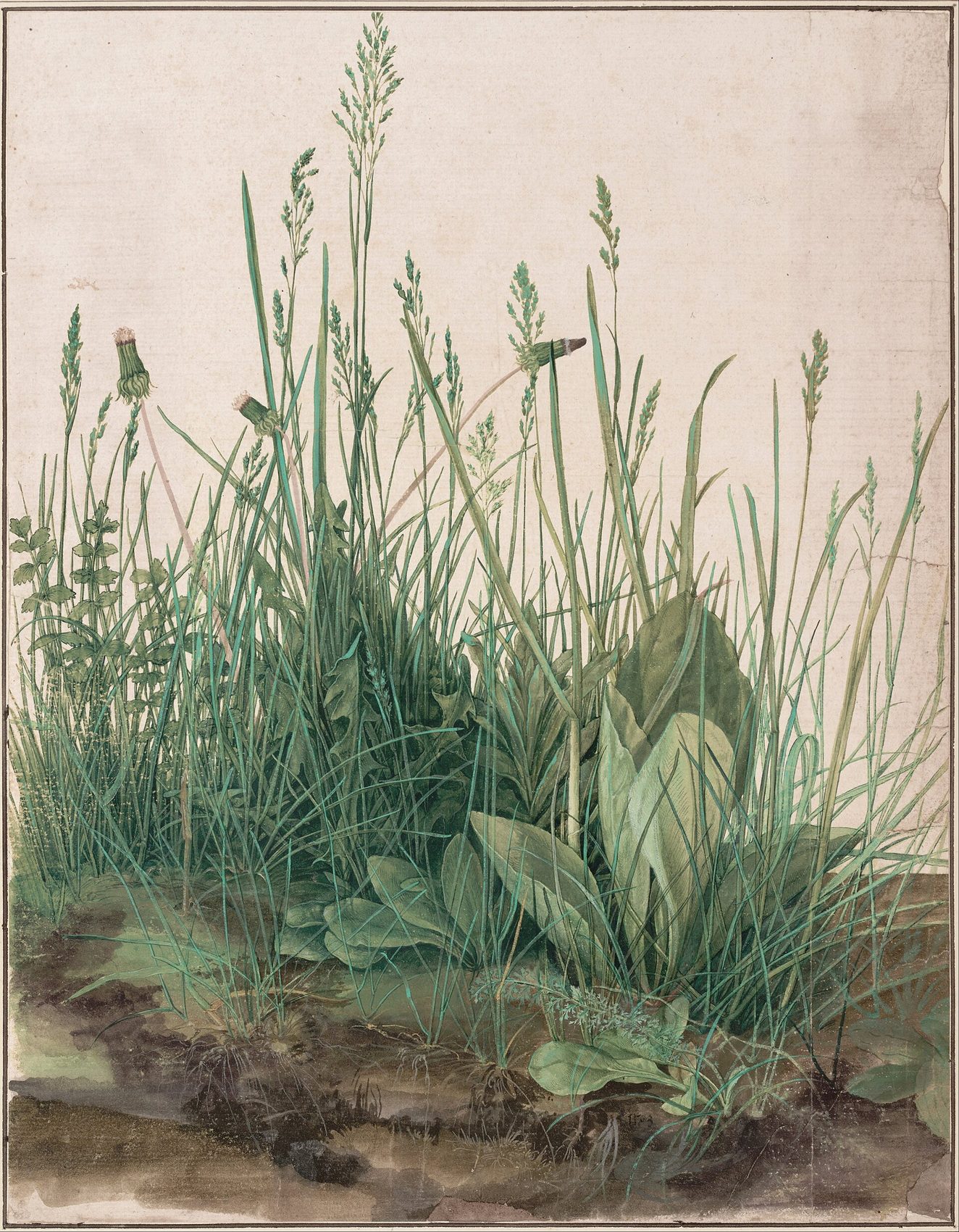 Wild turf