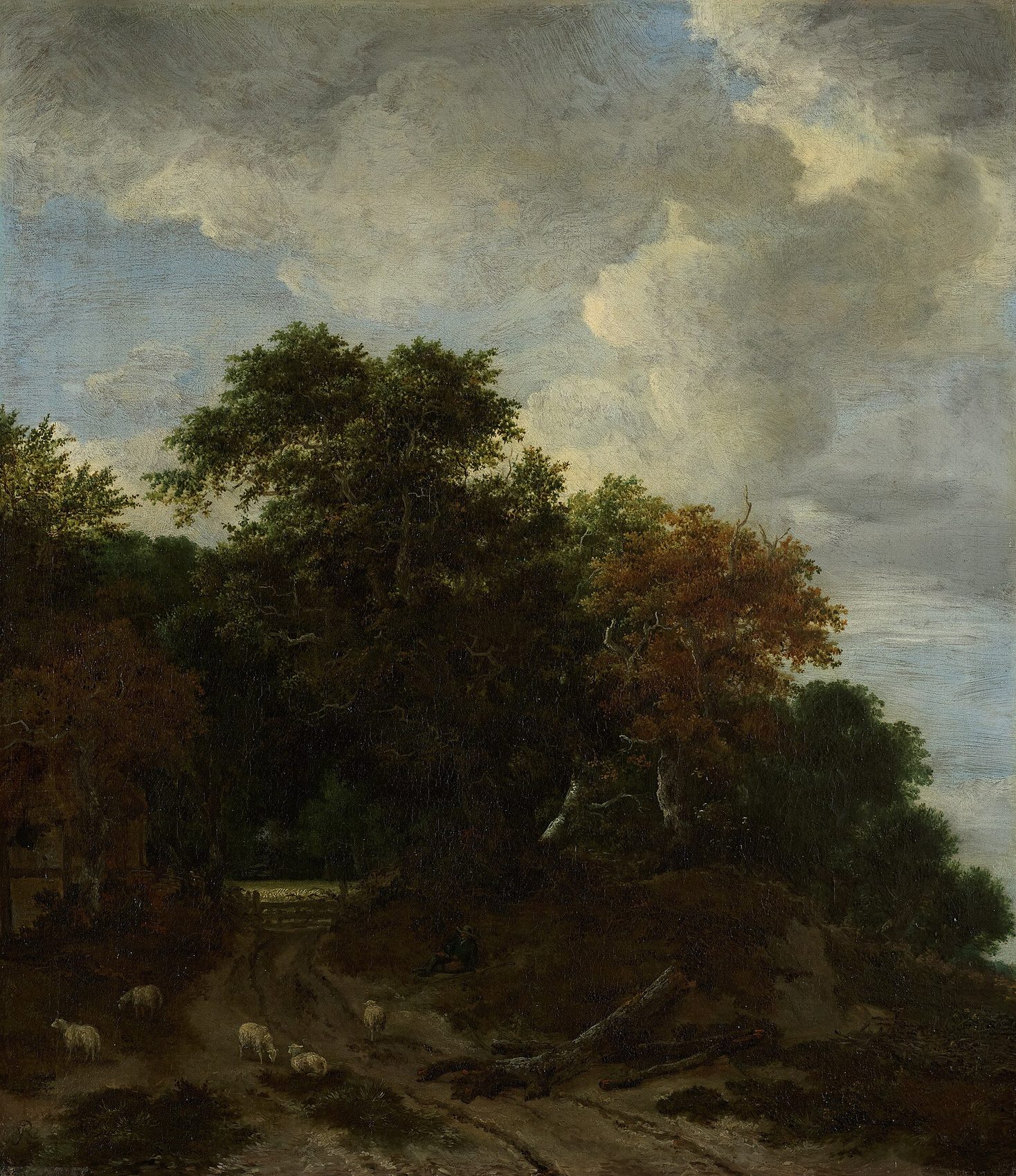 Forest landscape
